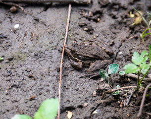 river gray frogs in the river bask in the sun