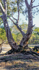 Fototapeta na wymiar large tree in the country