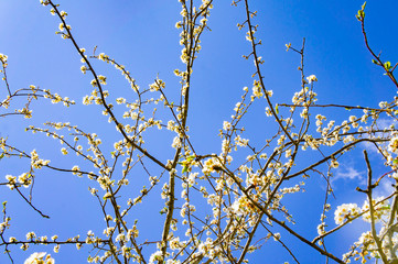 Blooming sakura cherry branch with white flowers