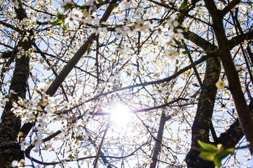 Blooming sakura cherry branch with white flowers