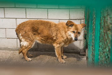 Homeless dog behind bars of a dog shelter.