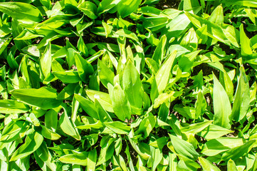 Obraz premium Summer green grass closeup. Large leaves. Agricultural field with plants in the sun. Background for graphic design of agro booklet.