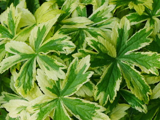Closeup of yellow and green variegated astrantia leaves