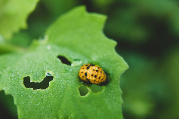 Macro nature