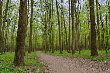Forest path among tall, green trees in spring.