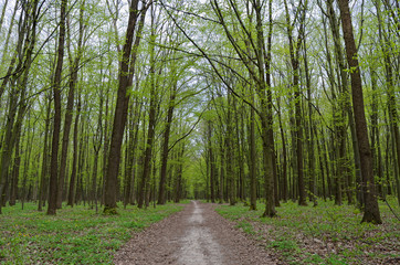 Fototapeta na wymiar Forest path among tall, green trees in spring.