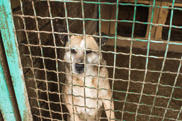 Homeless dog behind bars of a dog shelter.