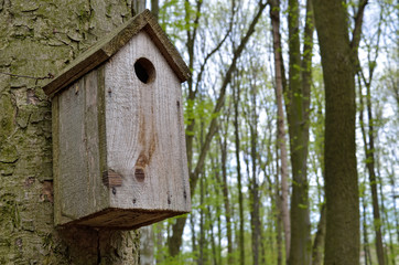 Birdhouse on a high tree in the forest