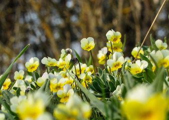 Yellow flowers in green grass