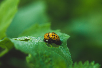 Fototapeta premium Macro nature