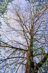 Springtime landscape