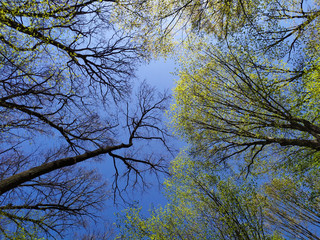 Slender trees in young forest green in summer