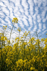 Rapeseed flower background and blue sky with nice clouds, copy space