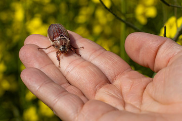 Common cockchafer (Melolontha melolontha), known as a May bug or doodlebug. European beetle pest on top of a hand in summer
