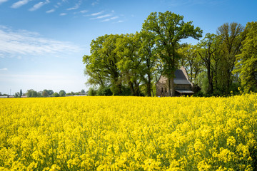 Beautiful yellow rapeseed flower field with green trees and picturesque little church, view at...