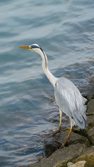 a heron looking for food
