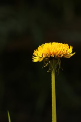 yellow flower of a dandelion