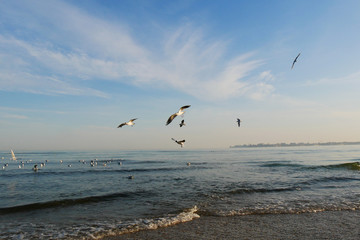 Seagulls. Scenic view of seagulls at sea coast