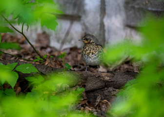amazing vibrant forest birds in the forest in vivo