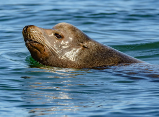 Fototapeta premium California Sea Lion (Zalophus californiaus)