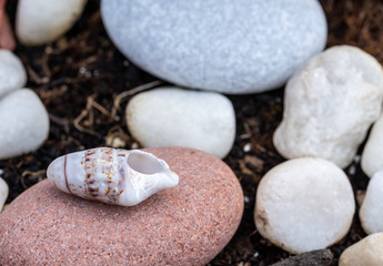 Sea shell between rounded stones of different shades