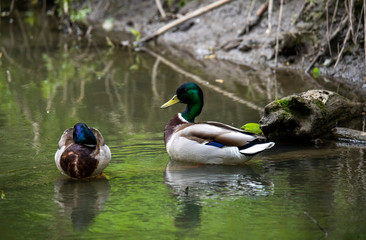 variegated river ducks on a river in a forest in natural conditions