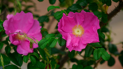 Obraz premium beautifully blooming rugosa rose in May