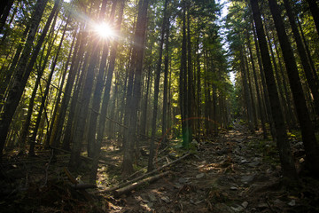 Obraz premium highland rocky forest pine trees local landscape scenic view with sun light glare