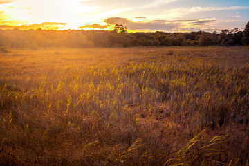 Fototapeta premium beautiful nature landscape at sunset with golden sunlight in a wetland in El Saler in Valencia