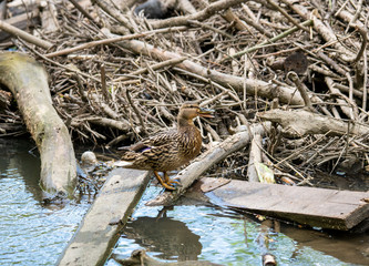 variegated river ducks on a river in a forest in natural conditions
