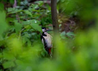 variegated curious woodpecker on a tree in the forest in vivo