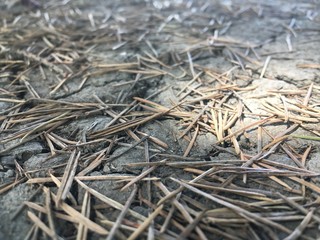 pine needle
