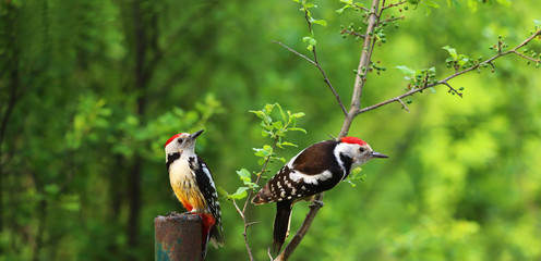 Two mottled woodpeckers among the spring green of the background of the spring forest 