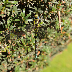 A closeup of a Southern Hawker Dragonfly (Aeshna cyanea) in the Peak District National Park