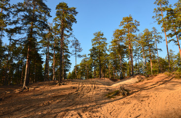 Pine trees on the sandy hill. Forest landscape, Leningrad region, Russia