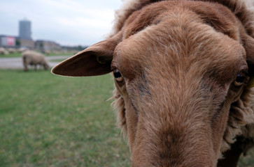 Fototapeta premium Close-up of a sheep on a field in Düsseldorf, Germany