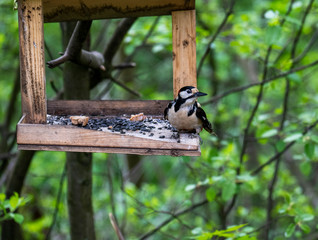 Obraz na płótnie Canvas spotted woodpecker flew to the trough to peck seeds in the forest
