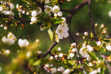Blossoming of cherry or plum flowers in spring time with green leaves, macro.