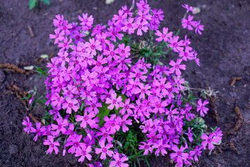 Fototapeta premium lavender flowers in the garden
