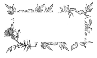 Frame for postcards black and white from leaves and flowers of a thistle on a white background. Minimalistic design for halloween, greeting cards and decoration. Witch flower. Funeral registration of 