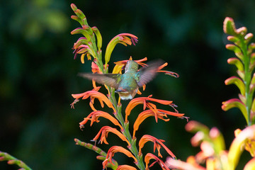 Backside of Hummingbird.  Green feathers feeding on Lucifer flowers and flying.