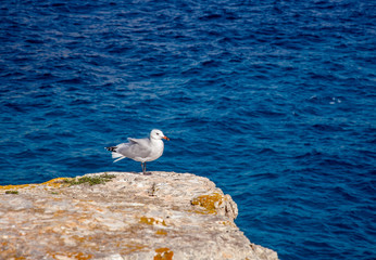 Seagull on a rock by the sea