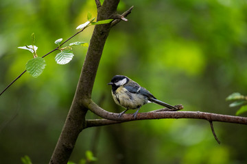 Fototapeta premium amazing vibrant forest birds in the forest in vivo