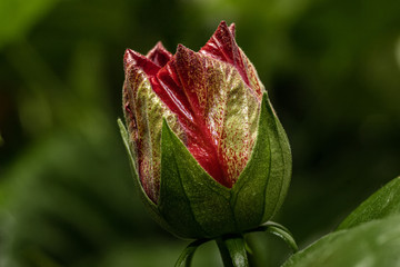 Red terry chinese hibiscus flower bud on the background of green leaves