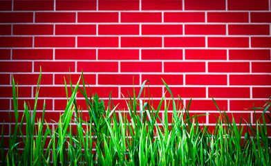 green grass on brick wall background