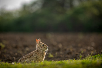 A wild hare sits in a patch of grass next to a ploughed field