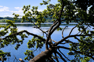 A tree that has fallen from the storm lies in Laacher See