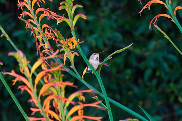 Hummingbird green and reddish brown Resting on Lucifer Flower branch. Different head positions.
