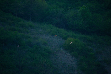Young deer on the hill