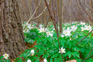 White Anemone flowers bloom in the forest